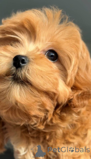 Photo №2 to announcement № 164612 for the sale of maltese dog - buy in Ukraine breeder