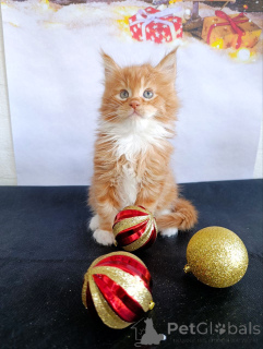 Photo №1. maine coon - for sale in the city of Lobnya | 946$ | Announcement № 161027