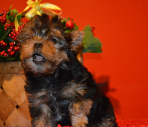 Photo №2 to announcement № 3104 for the sale of yorkshire terrier - buy in Russian Federation from nursery