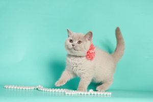 Photo №2 to announcement № 5582 for the sale of british shorthair - buy in Belarus breeder