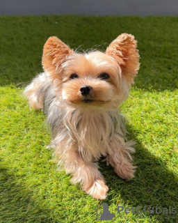 Photo №1. yorkshire terrier - for sale in the city of Porto | 329$ | Announcement № 132661
