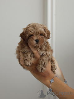 Photo №2 to announcement № 174838 for the sale of maltipu - buy in Germany breeder