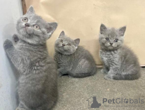 Photo №2 to announcement № 95805 for the sale of british shorthair - buy in Germany 