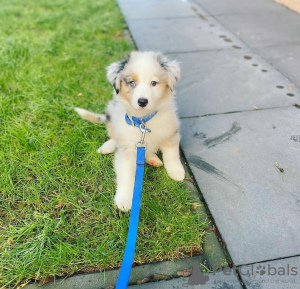 Photo №1. australian shepherd - for sale in the city of Салоники | 300$ | Announcement № 123403