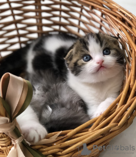 Photo №1. scottish fold - for sale in the city of Astrakhan | 197$ | Announcement № 7725