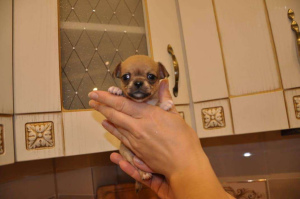 Photo №1. chihuahua - for sale in the city of Vilnius | Negotiated | Announcement № 2218