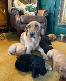 Photo №1. labrador retriever - for sale in the city of Bietigheim-Bissingen | 599$ | Announcement № 174985