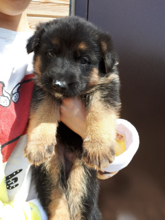 Photo №3. Selling purebred German Shepherd puppy, girl.. Russian Federation