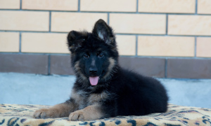 Photo №2 to announcement № 3270 for the sale of german shepherd - buy in Russian Federation private announcement