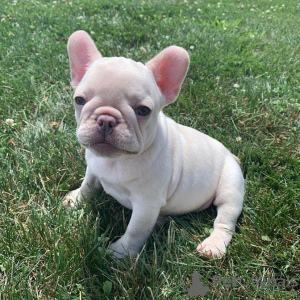 Additional photos: Lovely Male and female French bulldog Puppies for sale