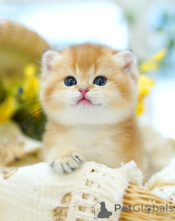 Photo №4. I will sell british shorthair in the city of Brussels. breeder - price - negotiated