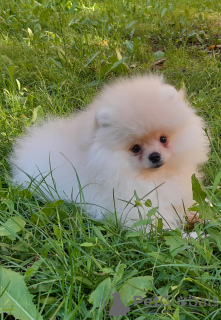 Photo №2 to announcement № 11575 for the sale of pomeranian - buy in Ukraine breeder