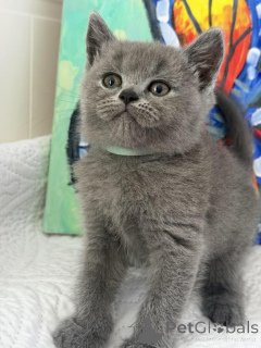 Photo №1. british shorthair - for sale in the city of Dettenheim | 361$ | Announcement № 173519
