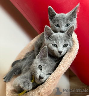 Photo №1. russian blue - for sale in the city of Helsinki | negotiated | Announcement № 107546