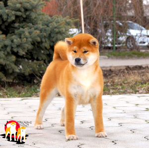 Photo №2 to announcement № 1688 for the sale of shiba inu - buy in Russian Federation from nursery
