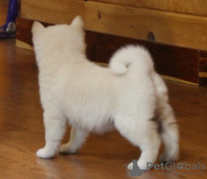 Photo №4. I will sell shiba inu in the city of Burgas. private announcement - price - Is free