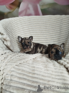 Additional photos: Beautiful baby French bulldog.