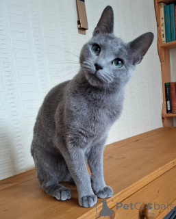 Photo №1. russian blue - for sale in the city of Günzburg | 723$ | Announcement № 158580