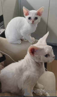 Photo №3. Devon Rex Kittens. Germany