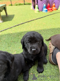 Photo №1. labrador retriever - for sale in the city of Aarhus | negotiated | Announcement № 171284