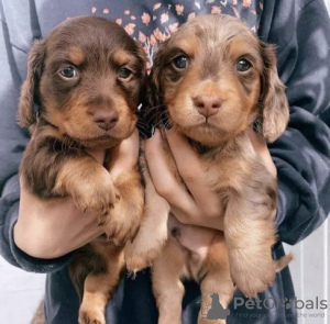 Photo №1. dachshund - for sale in the city of Berlin | Is free | Announcement № 127145