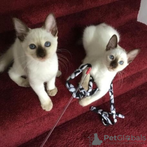 Photo №1. siamese cat - for sale in the city of Антверпен | 211$ | Announcement № 112777