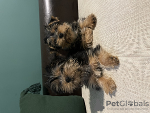Photo №2 to announcement № 81736 for the sale of yorkshire terrier - buy in Belgium private announcement