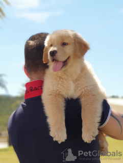 Photo №2 to announcement № 48054 for the sale of golden retriever - buy in Spain 