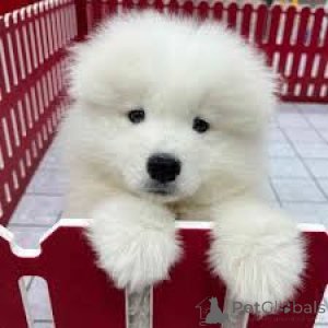 Photo №3. Samoyed Puppies. Germany