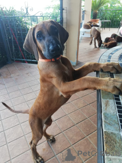 Additional photos: Rhodesian Ridgeback puppies for sale