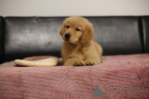 Photo №4. I will sell golden retriever in the city of Boat. breeder - price - 2890$
