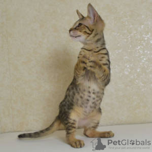 Photo №1. savannah cat - for sale in the city of Berlin | 158$ | Announcement № 97599