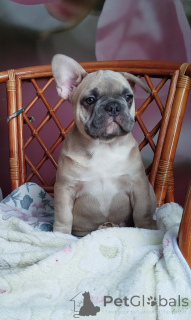 Photo №1. french bulldog - for sale in the city of Minsk | 516$ | Announcement № 161753