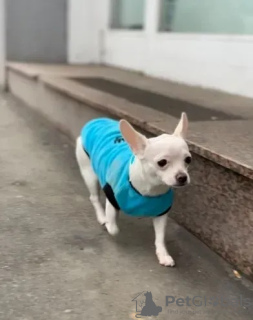 Photo №2 to announcement № 59083 for the sale of chihuahua - buy in United States 