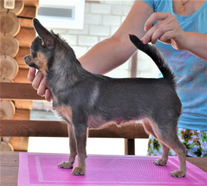 Photo №2 to announcement № 3452 for the sale of chihuahua - buy in Russian Federation from nursery