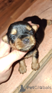 Photo №3. Miniature Yorki.. Estonia