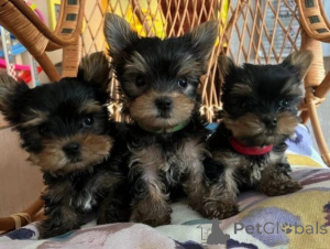Photo №2 to announcement № 158059 for the sale of yorkshire terrier - buy in Germany private announcement, breeder