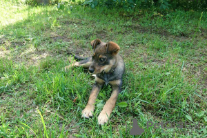 Photo №3. Smart and affectionate puppy Alka as a gift. Belarus