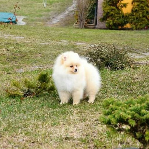 Photo №2 to announcement № 1917 for the sale of pomeranian - buy in Russian Federation from nursery