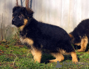 Photo №1. german shepherd - for sale in the city of Kharkov | 636$ | Announcement № 80782