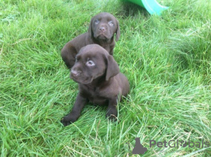 Photo №2 to announcement № 126472 for the sale of labrador retriever - buy in Netherlands private announcement