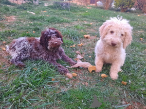 Photo №1. lagotto romagnolo - for sale in the city of Târgu Mureș | 2642$ | Announcement № 99773