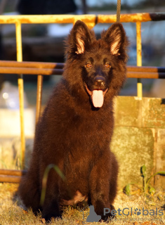 Photo №2 to announcement № 111540 for the sale of german shepherd - buy in Egypt private announcement, from nursery, breeder