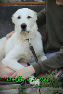 Photo №4. I will sell central asian shepherd dog in the city of Novosibirsk. from nursery - price - 424$