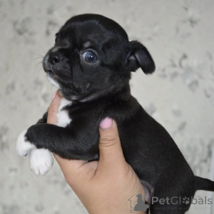 Photo №1. chihuahua - for sale in the city of Freiburg | negotiated | Announcement № 178090
