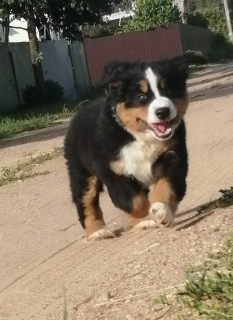 Photo №2 to announcement № 2854 for the sale of bernese mountain dog - buy in Belarus private announcement, breeder