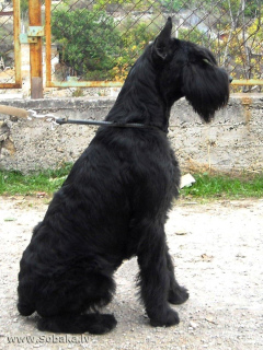 Photo №1. Mating service - breed: giant schnauzer. Price - 200$