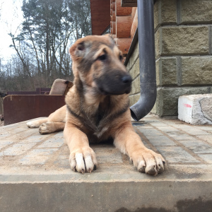 Photo №2 to announcement № 4944 for the sale of central asian shepherd dog - buy in Belarus 
