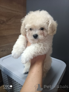 Photo №2 to announcement № 146472 for the sale of bichon frise, yorkshire terrier, maltese dog, maltipu, poodle (dwarf), poodle (toy) - buy in Russian Federation private announcement, breeder