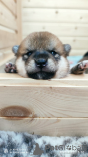 Photo №2 to announcement № 11368 for the sale of shiba inu - buy in Russian Federation breeder